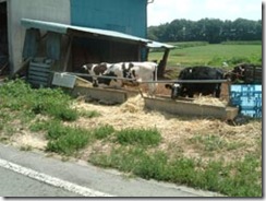 2008,08,15, Friday 2